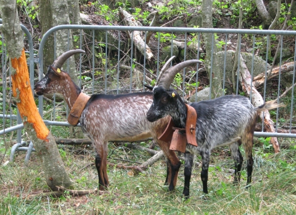 Biodiversità Valli di Lanzo - La Capra Fiurinà Un allevamento per intenditori.